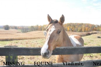 MISSING EQUINE Vladimir, Near Warrenton, VA, 20186